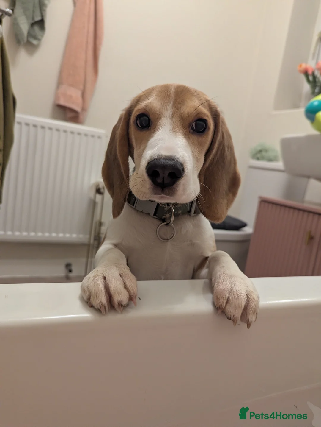Beagle dogs for sale: Sage the Beagle - Advert 2