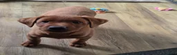 Labrador Retriever dogs for sale: ❤️ READY NOW dark red working Labrador pups ❤️ - Advert 7