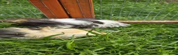 Guinea Pig rodents for sale: Female guinea pigs in Musselburgh - Advert 5
