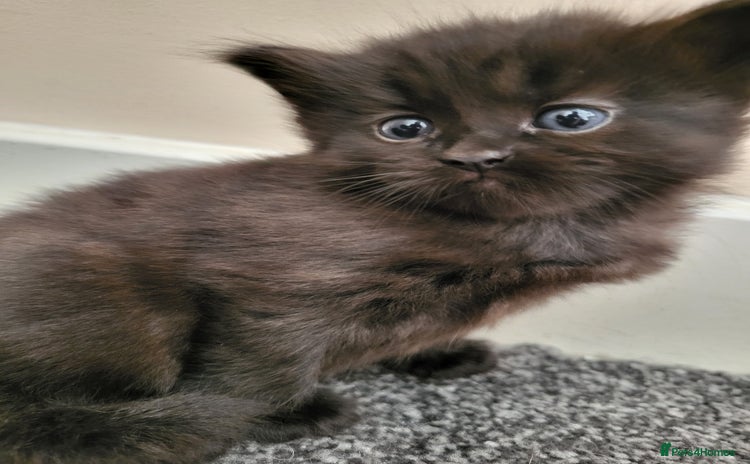 Mixed Breed cats - Advert 16