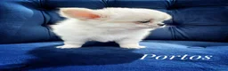 Chihuahua dogs for sale: KC quality chihuahua puppies LC Show line  - Advert 5