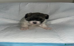 Shihpoo dogs for sale: Shihpoos  - Image 18