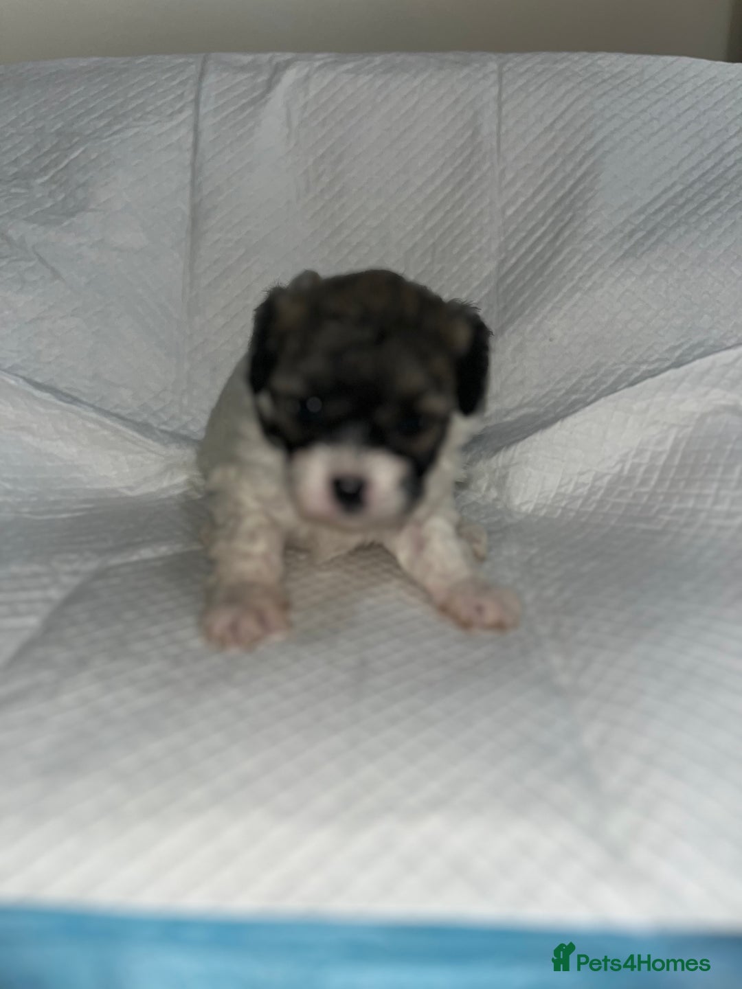Shihpoo dogs for sale: Shihpoos  - Image 18
