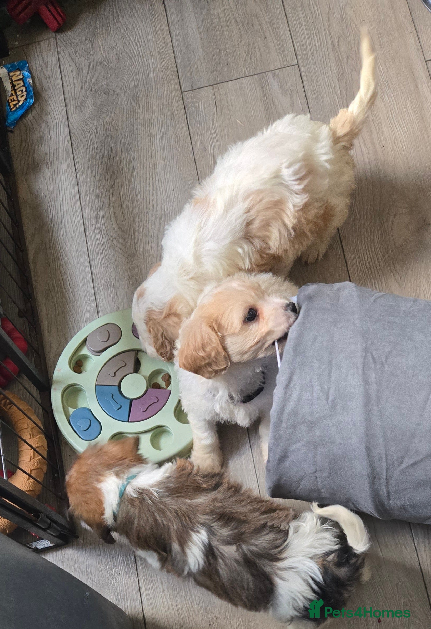 Cavachon dogs Gorgeous Cavachon puppies - Advert 1