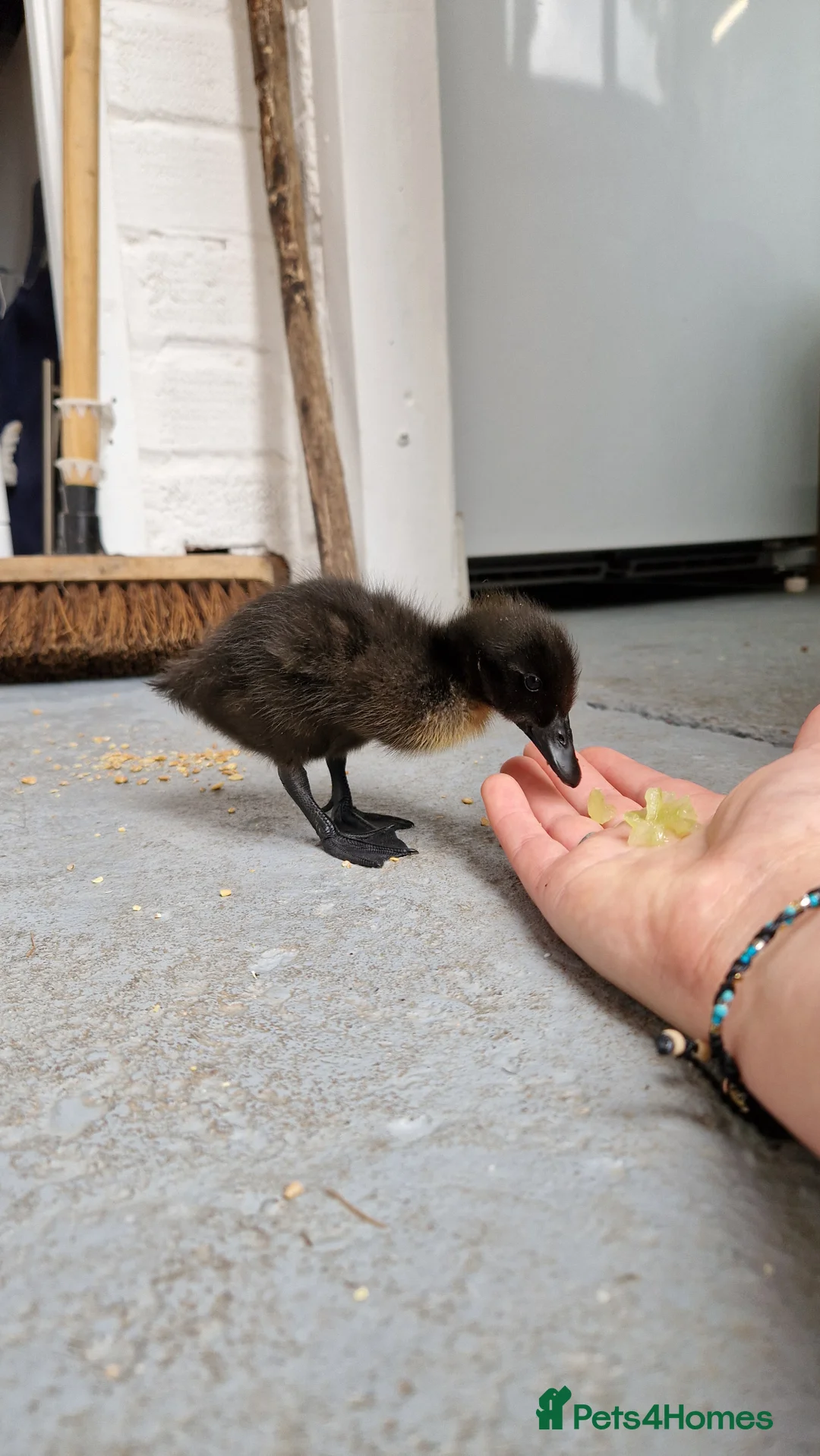 Ducks poultry for sale: 2 female Cayuga ducks - Advert 5