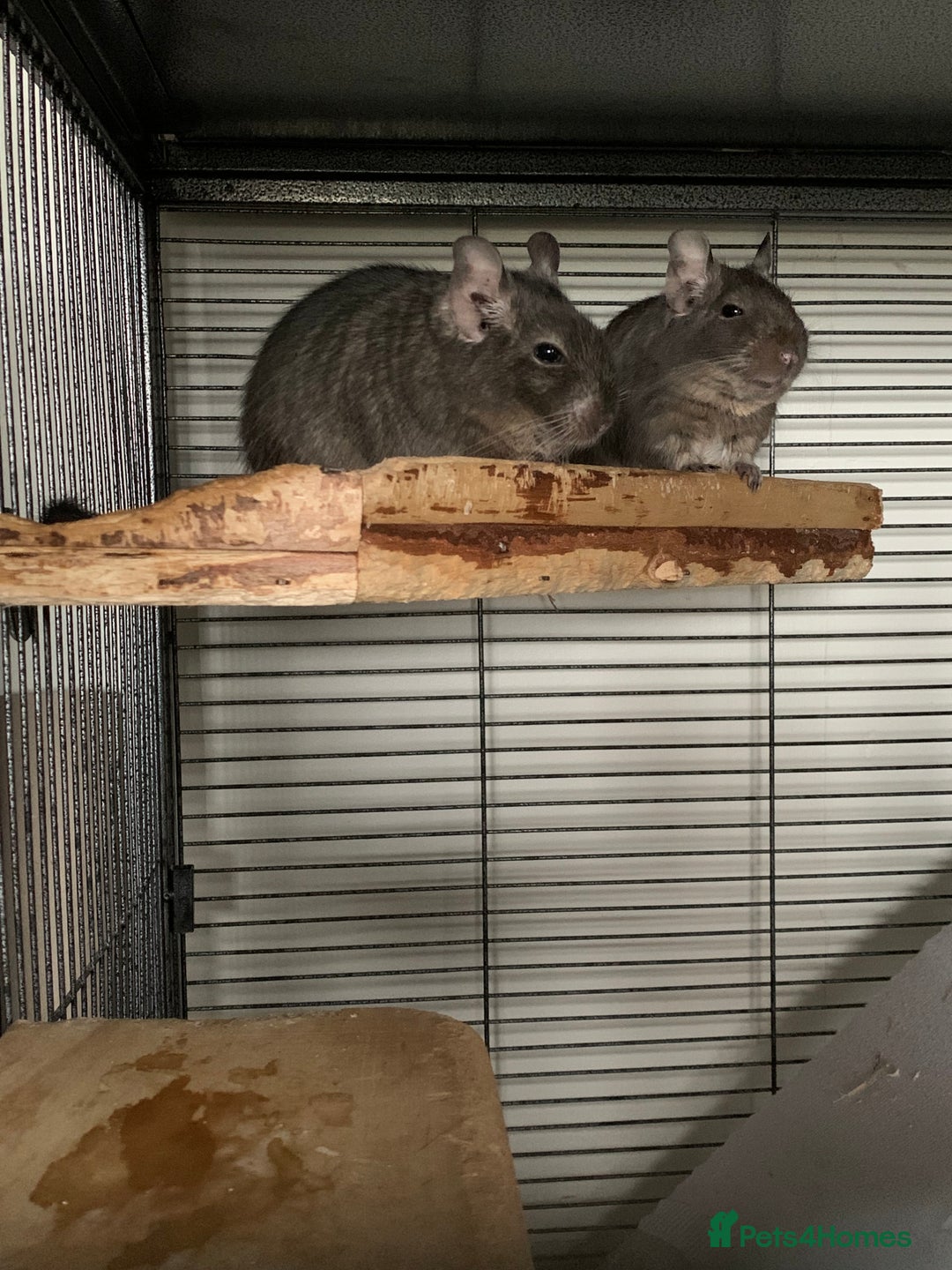Degus rodents for sale: 2 male degus  - Image 5