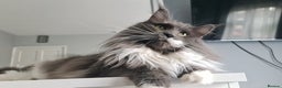 Maine Coon cats for sale: Maine coon girl - Advert 15
