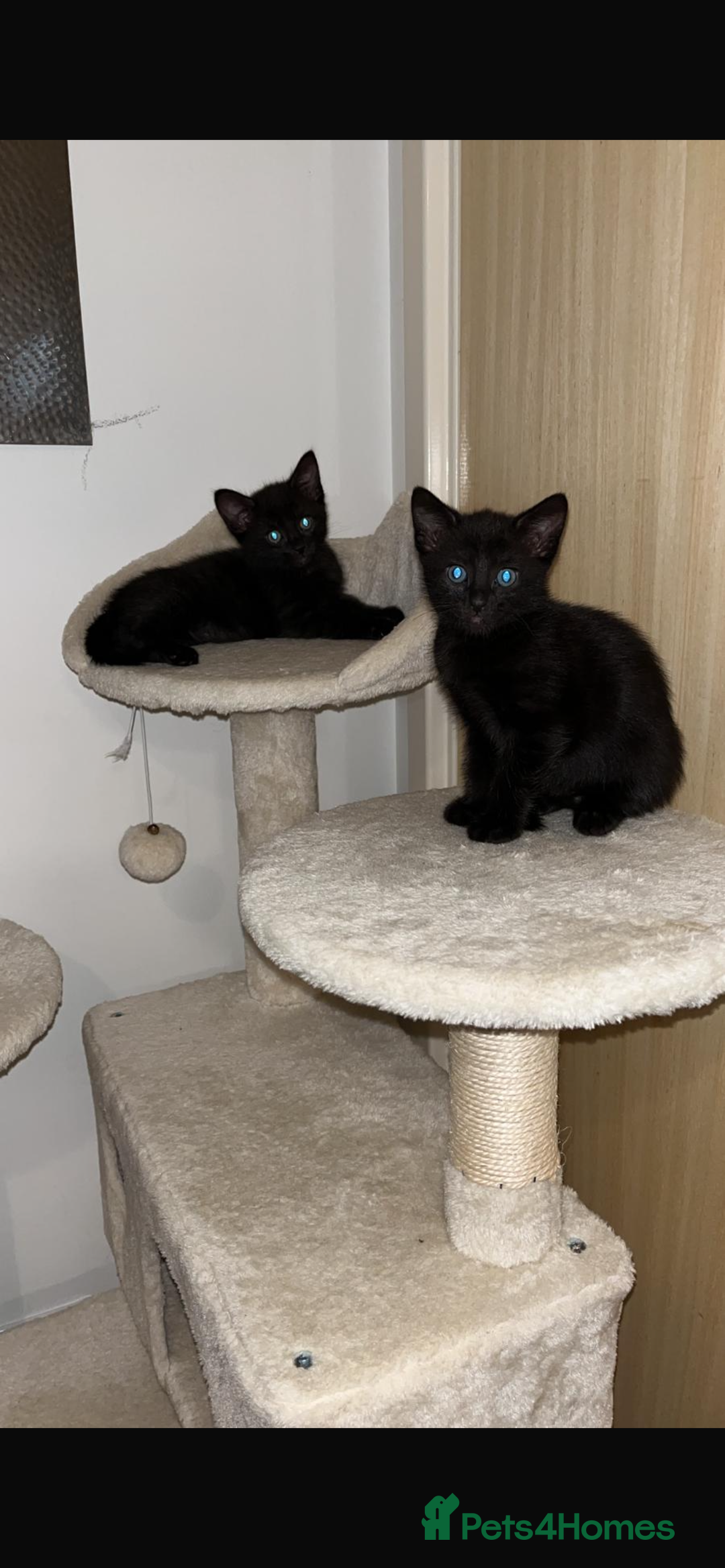 Mixed Breed cats for sale: 3 lovely kittens ready for their new homes 🥰 - Advert 15