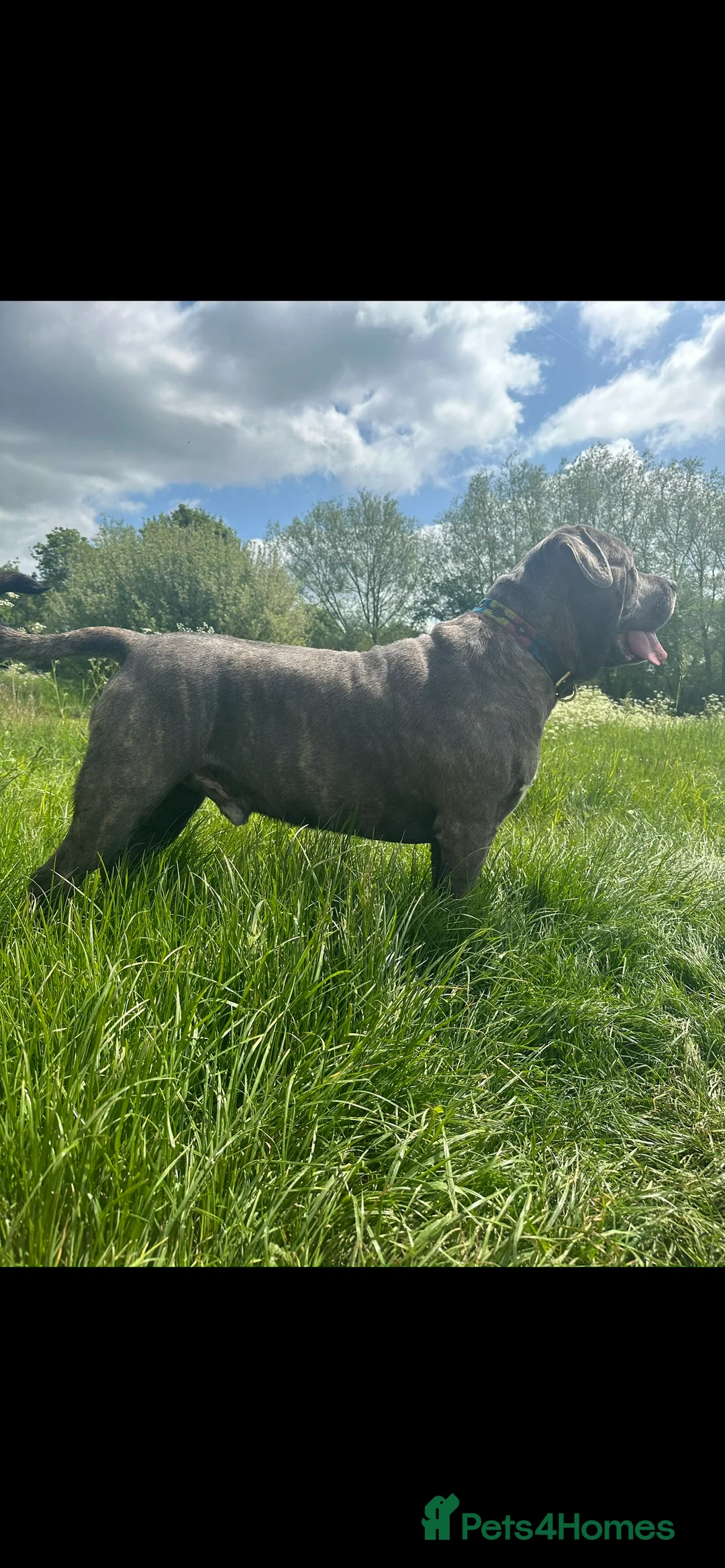 Cane Corso dogs for stud: Proven Cane Corso for stud in Leicester - Advert 2