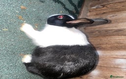 Dutch rabbits for sale: All mixed rabbits £60 each open to offers  - Advert 11