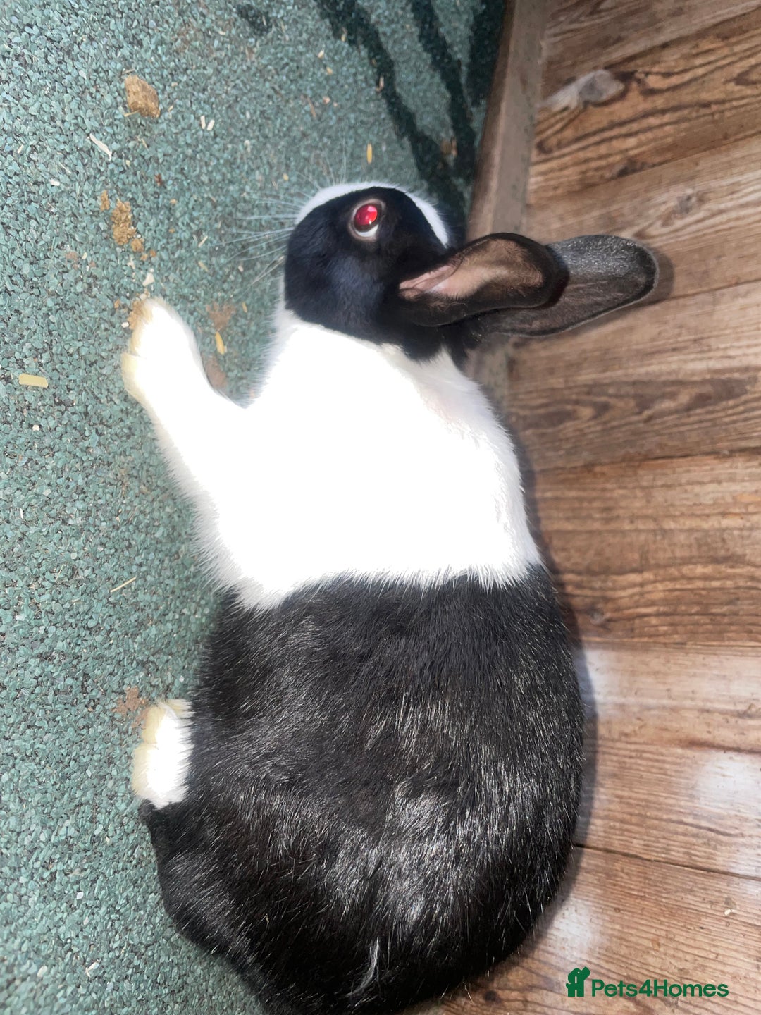 Dutch rabbits for sale: All mixed rabbits £60 each open to offers  - Advert 11