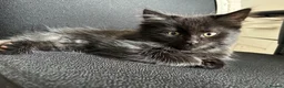 Mixed Breed cats for sale: 6x Part bengal/long haired kittens  - Advert 3