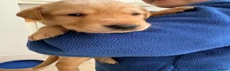 Labrador Retriever dogs for sale: 🐾Beautiful Labrador Puppies - 1 LEFT 🐾  - Advert 9