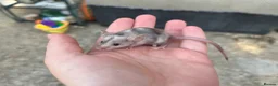 Mouse rodents for sale: Baby fancy mice - lovely temperaments  in Didcot - Advert 6