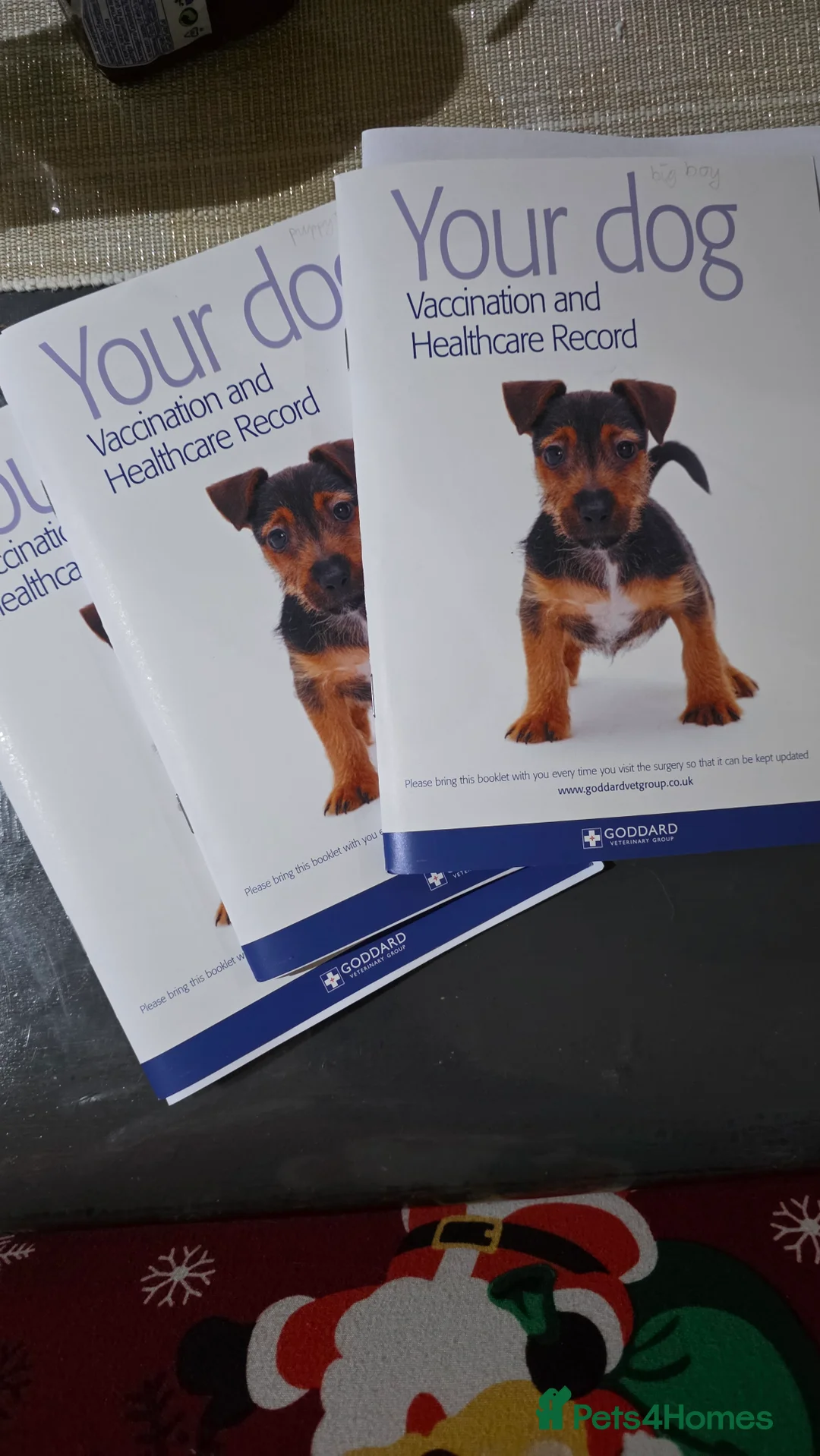 Maltipoo dogs for sale: Maltipoo/mini toy poodle  - Advert 5