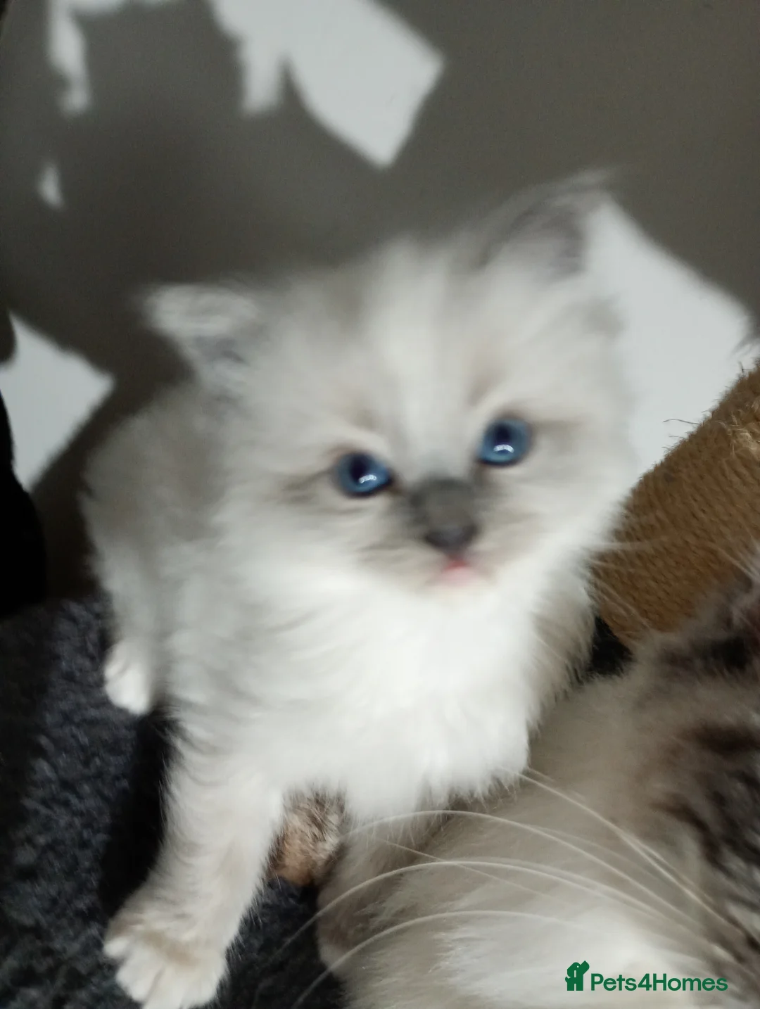 Ragdoll cats for sale: Beautiful pedigree female Ragdoll kitten  - Advert 12