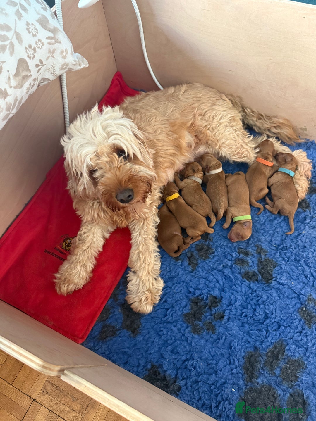 Cavapoo dogs for sale: Beautiful F1B cavapoo “teddy bear” puppies  - Advert 18