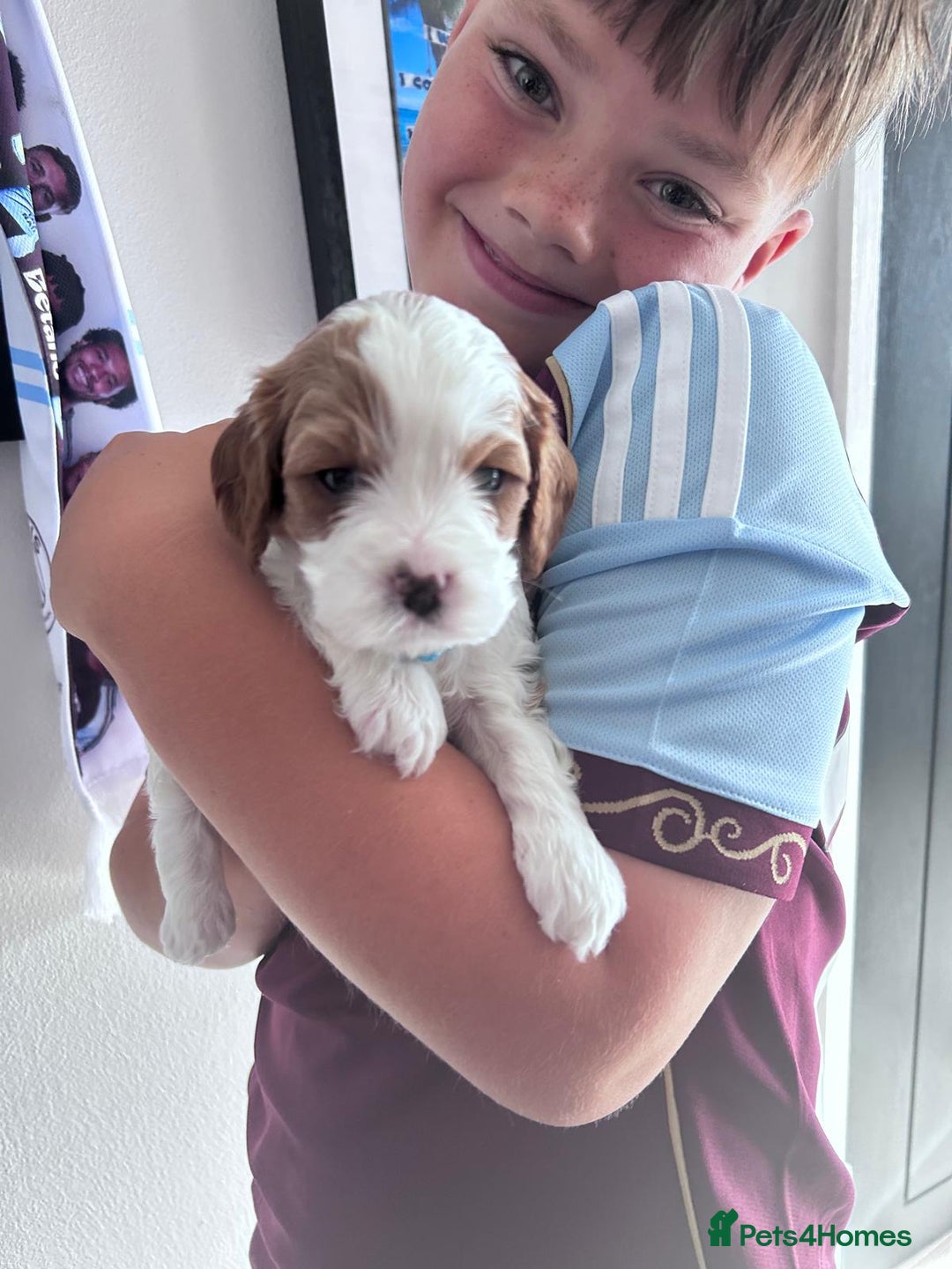 Cavapoo dogs for sale: Too cute to handle cavapoo puppies - Image 14