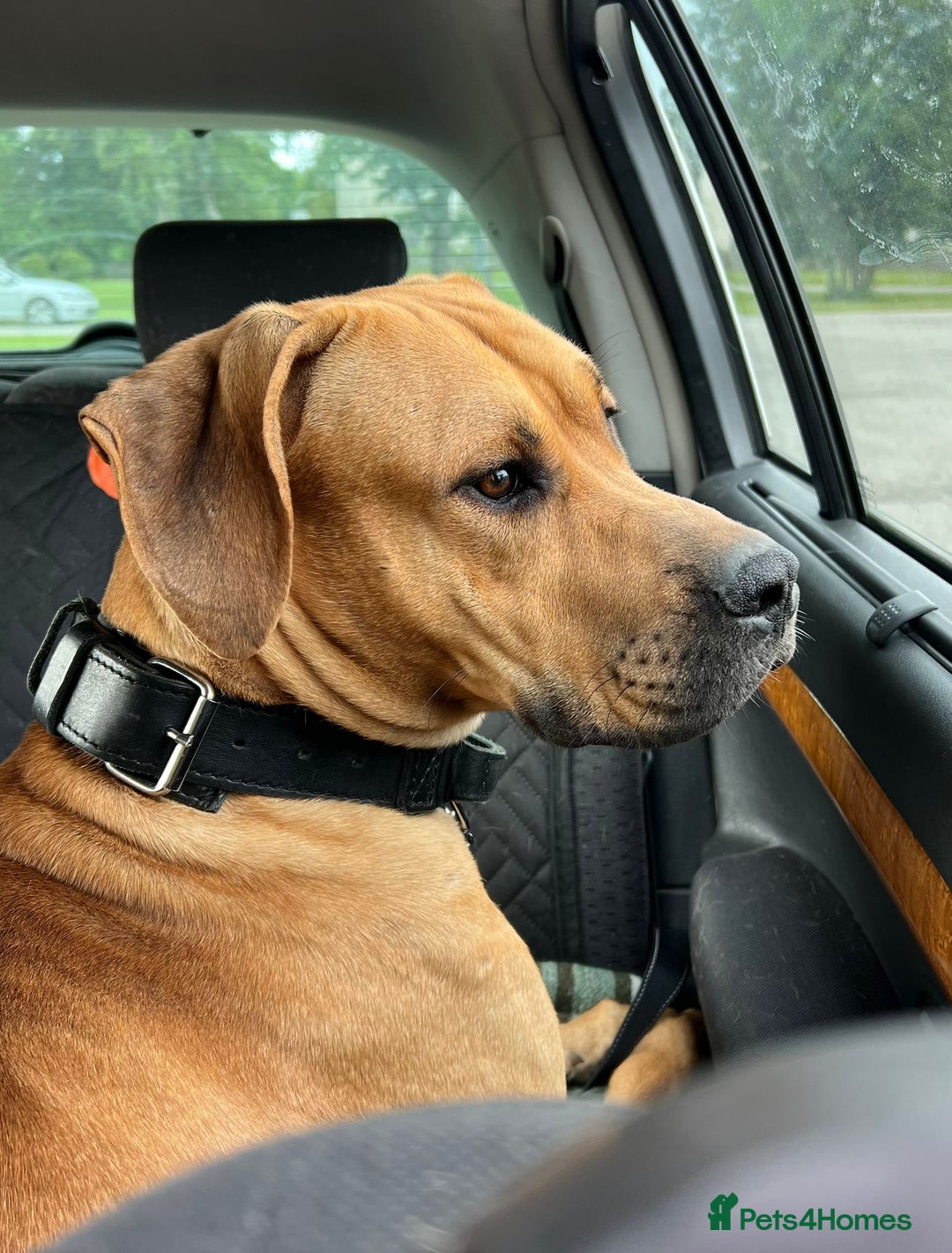 Mixed Breed dogs for sale: Mastiff Mix - Image 3