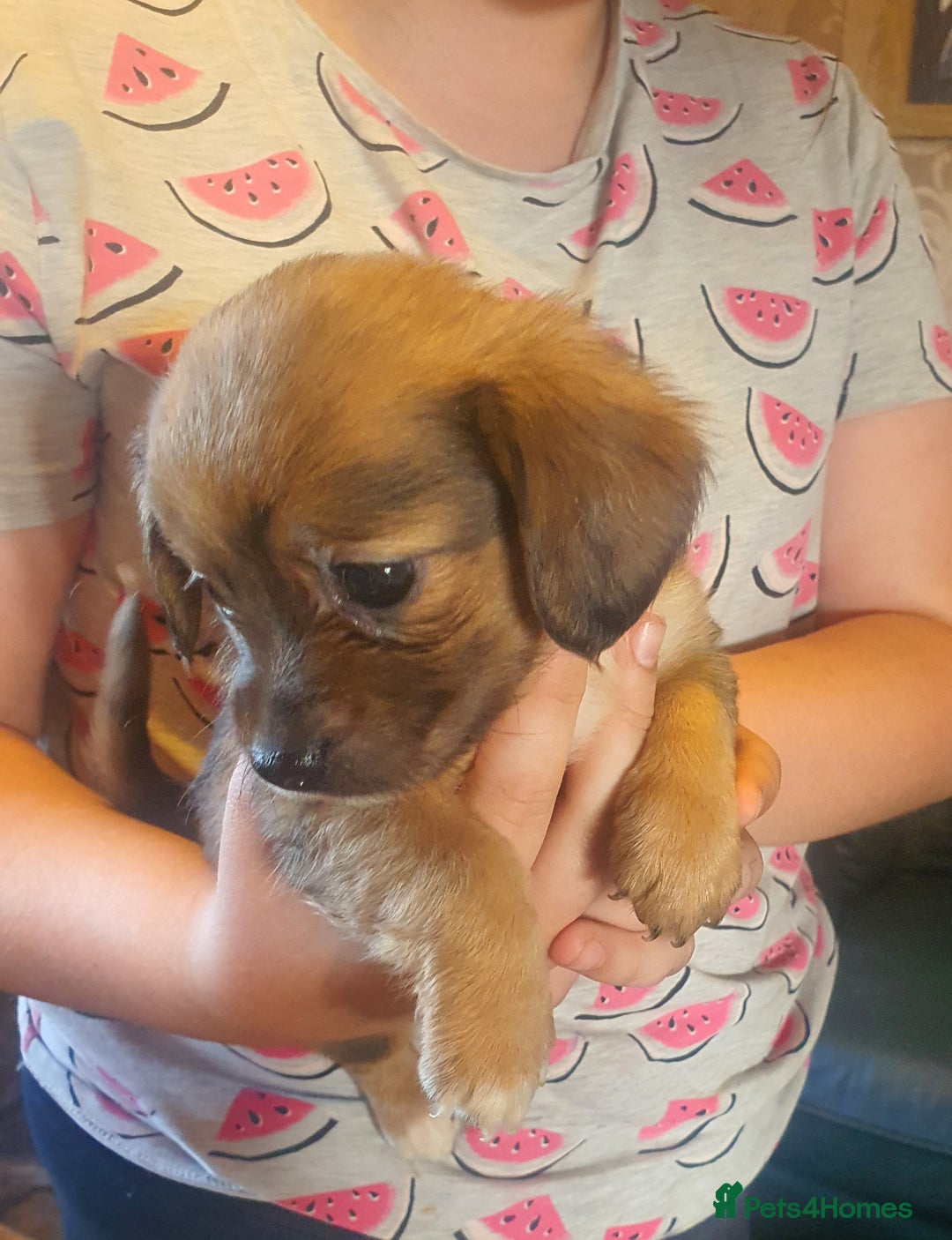 Mixed Breed dogs for sale: Dashound x shih tuz  - Image 10
