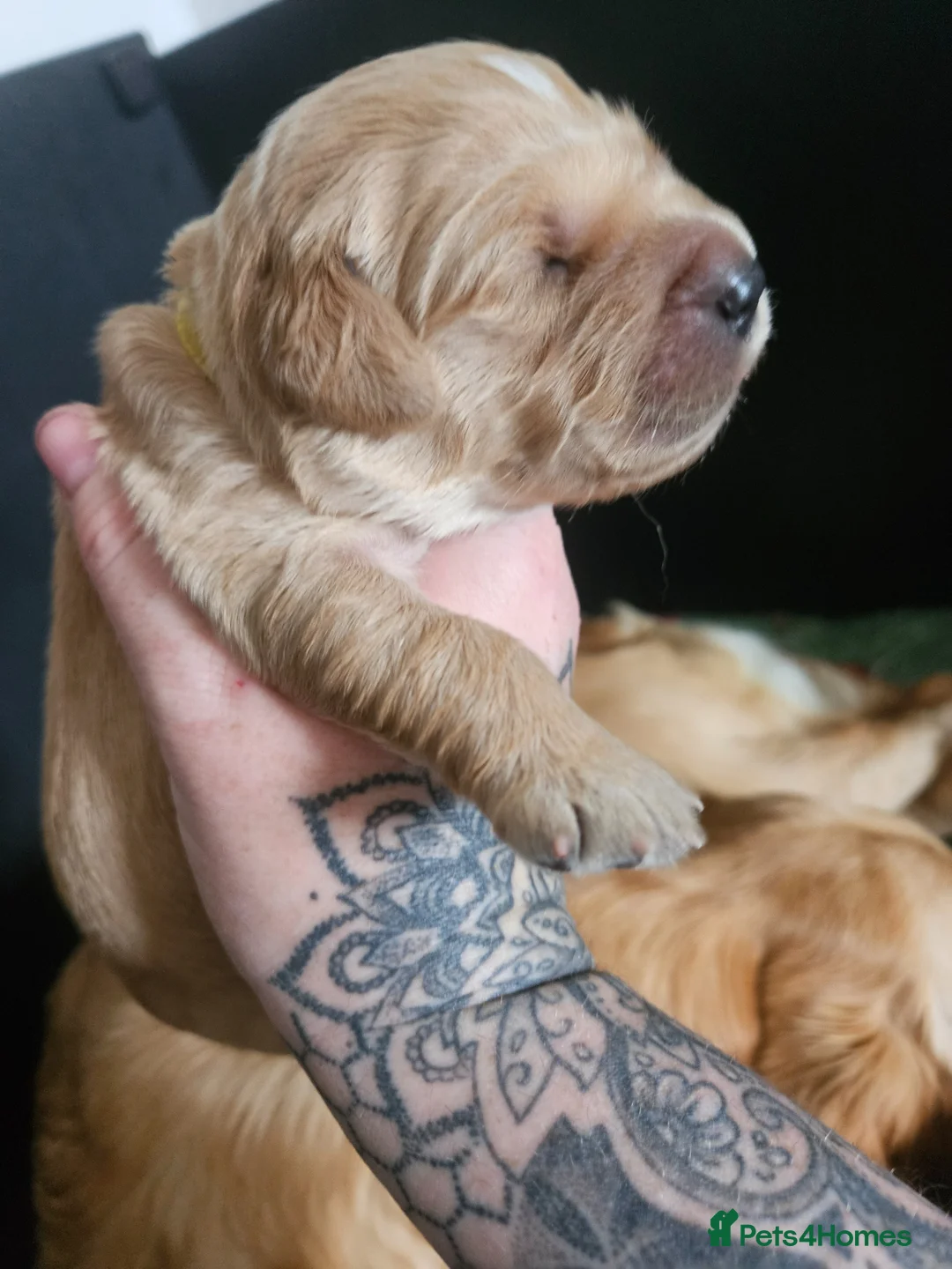 Golden Retriever dogs for sale: Kc fox red, golden & white golden-retriever puppys - Advert 26