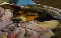 Beagle dogs for adoption: Cooper is in Hampshire & waiting for his family  - Advert 13