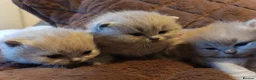 British Shorthair cats for sale: British Shorthair Lilac and Cream GCCF registered  - Advert 3