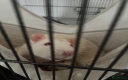 Rat rodents for sale: Two Rats and Cage - Image 5