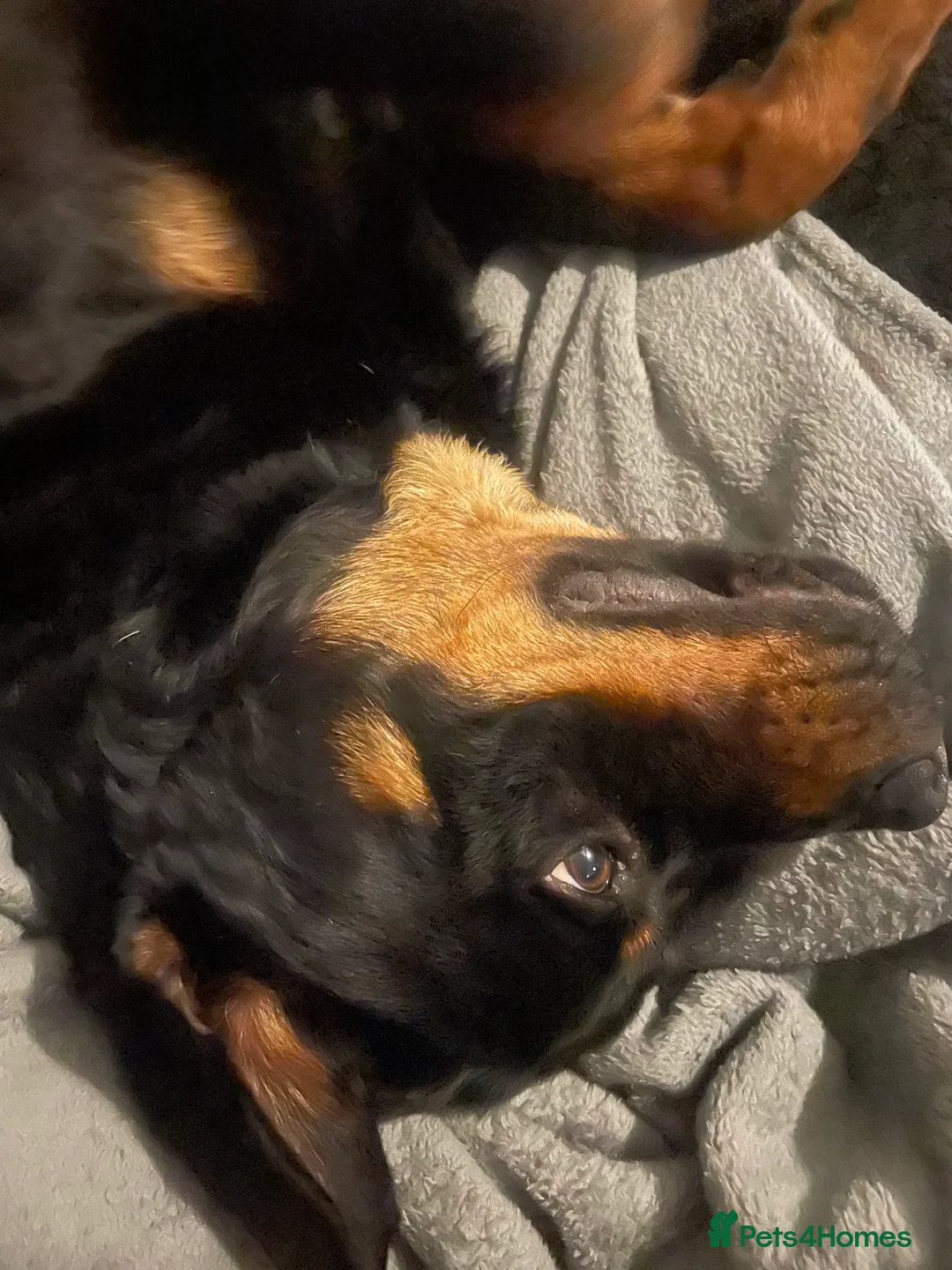 Rottweiler dogs for sale: To good home  - Advert 2