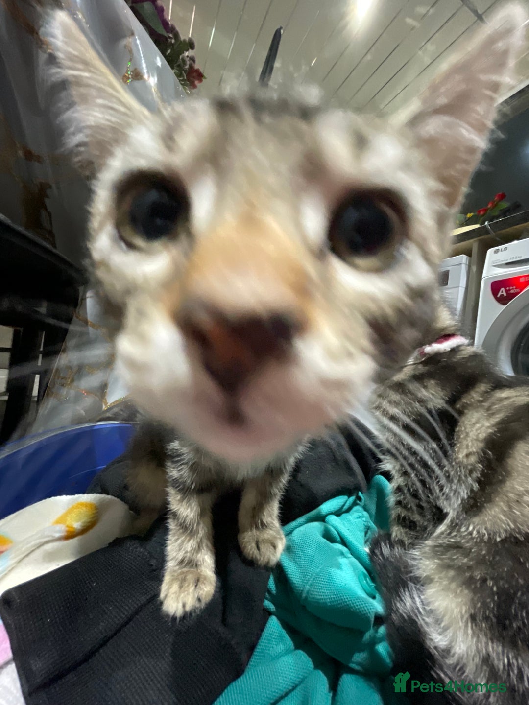 Mixed Breed cats for sale: 6 friendly tabby kittens - Image 21