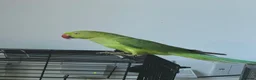Parrots birds for sale: Ringneck  - Advert 3