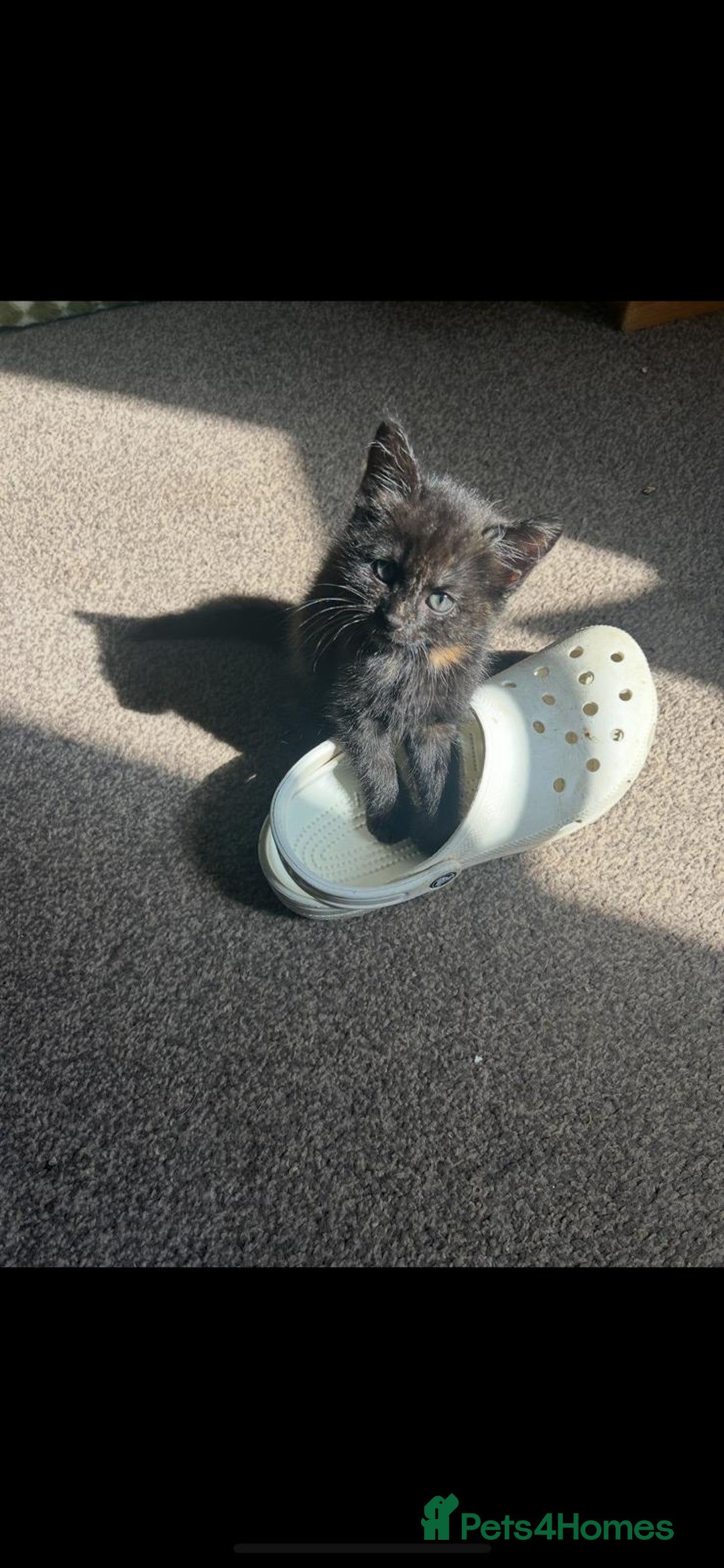 Mixed Breed cats for sale: Beautiful Kittens – Health Checked & Chipped - Image 4