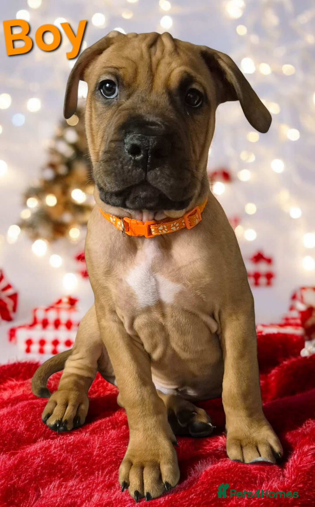 Mixed Breed dogs for sale: Bullmastiff x puppies 🐶  - Advert 21