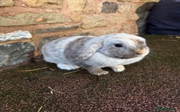 Mini Lop rabbits for sale: Lilac self buck chocolate harli female mini lops  - Advert 9