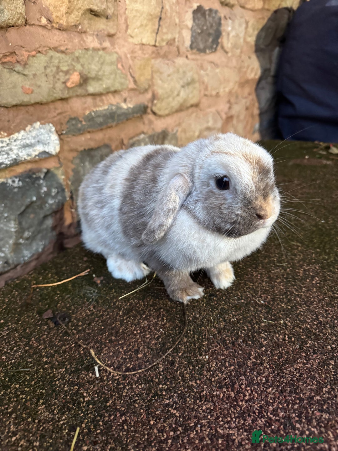 Mini Lop rabbits for sale: Lilac self buck chocolate harli female mini lops  - Advert 9