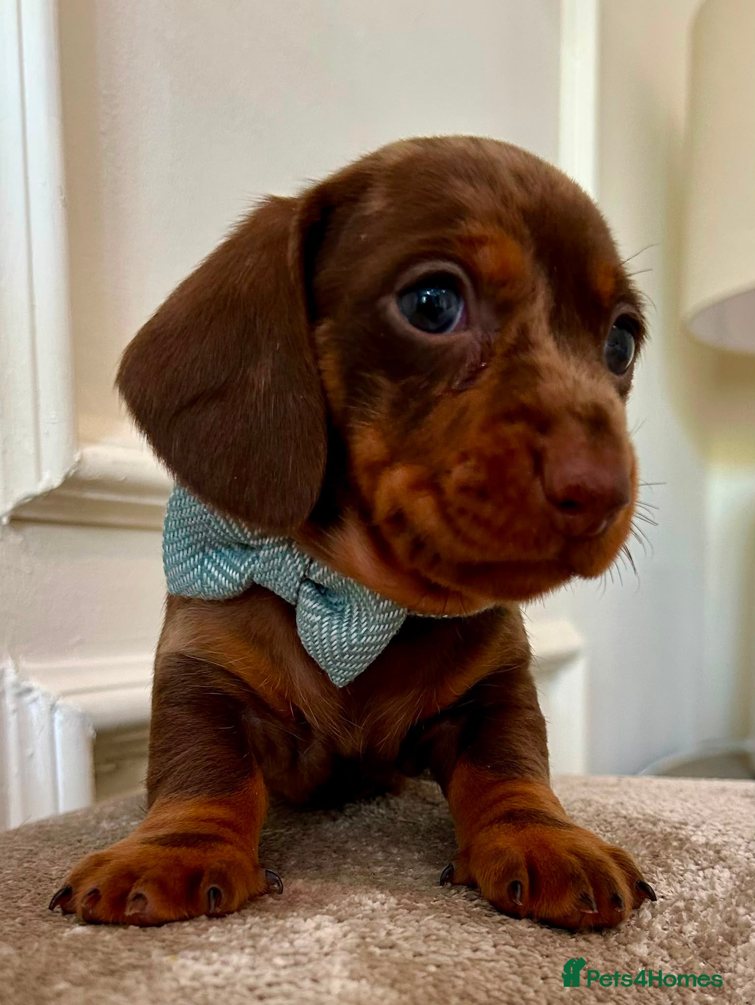 Miniature Dachshund dogs Kc reg miniature Dachshunds chocolate & Tan girls - Advert 17