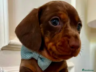 Miniature Dachshund dogs Kc reg miniature Dachshunds chocolate & Tan girls - Advert 17