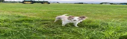 Border Collie dogs for sale: 6 Beautiful Red Merle puppies  - Advert 37