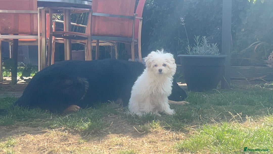 Chipoo dogs for sale: REDUCED F1 Chipoo Female Puppy - Image 4