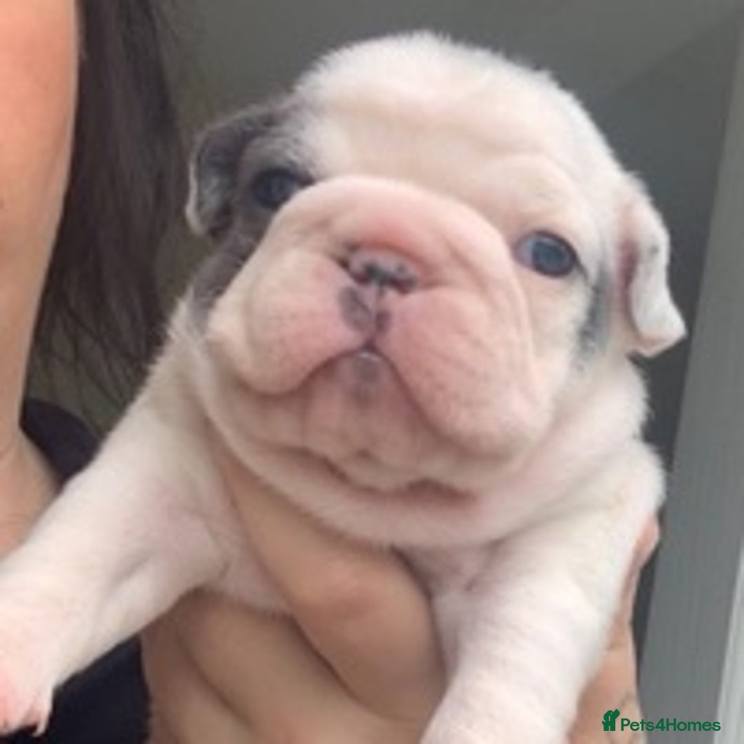 French Bulldog dogs for stud: Kc reg rare markings in Peterborough - Advert 11