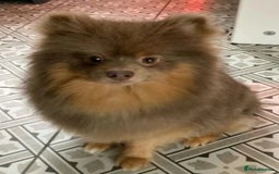 Pomeranian dogs for sale: Beautiful kc reg pomeranian - Image 3