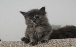 Nebelung cats for sale: Kittens  - Image 16