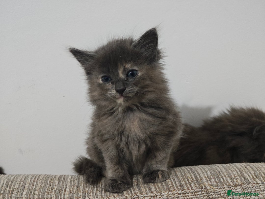 Nebelung cats for sale: Kittens  - Image 16