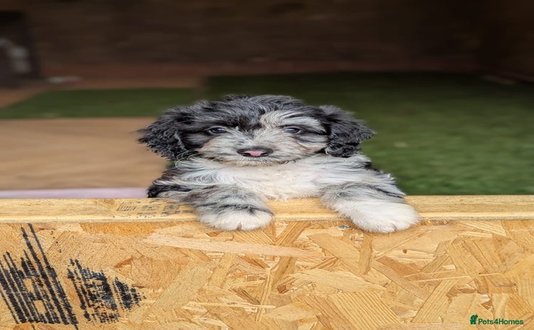 Mixed Breed dogs - Advert 2