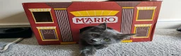 Maine Coon cats for sale: Gorgeous male kitten in Rotherham - Advert 4