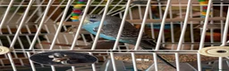 Budgerigars birds for sale: Two beautiful male budgies 6 months old  - Advert 2