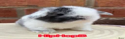 Mini Lop rabbits for sale: Pure bred pedigreed mini lops  in Leeds - Advert 8