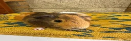 Guinea Pig rodents for sale:  Male guinea pigs for sale  - Advert 4