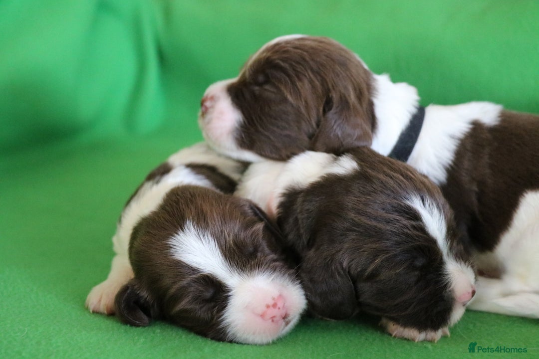 English Springer Spaniel dogs for sale: Health Tested English Springer Spaniel Puppies - Image 6