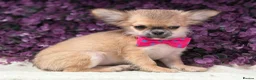 Chihuahua dogs for sale: Ready now Stunning long coat chihuahua’s  - Advert 17